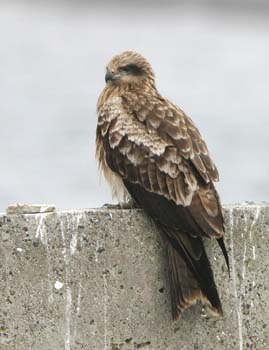 5746_Black_Kite
