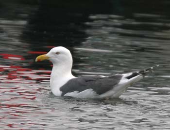 5748_Slaty-backed_Gull