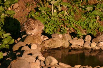 5835_Blakiston's_Fish-Owl