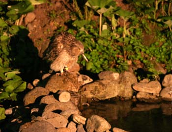 5856_Blakiston's_Fish-Owl