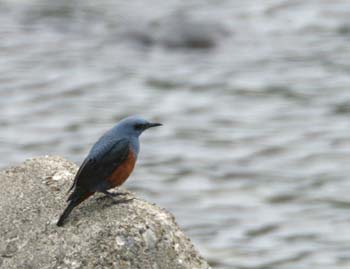 5862_Blue_Rockthrush