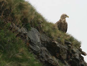 5868_White-tailed_Eagle