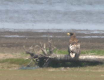 5929_Steller's_Sea-Eagle