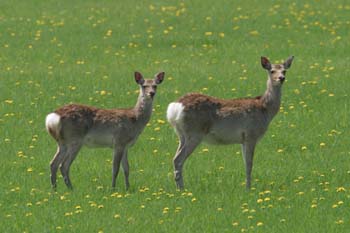 5944_Japanese_Deer