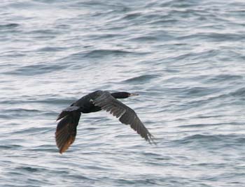 5986_Red-faced_Cormorant