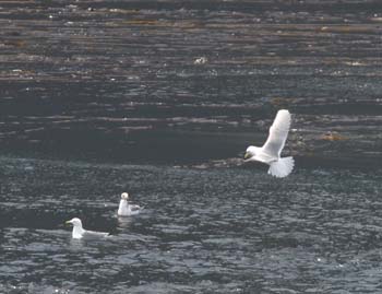 6014_Glaucous_Gull