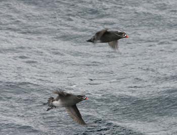 6090_Whiskered_Auklet