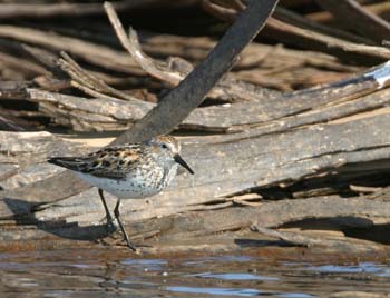 6672_Western_Sandpiper