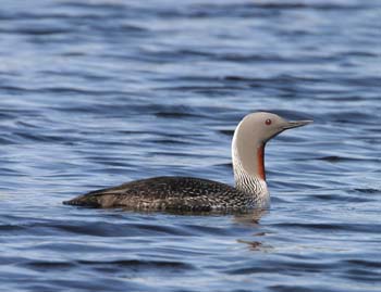 6678_Red-throated_Loon