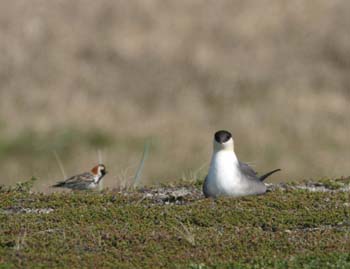 6690_Long-tailed_Jaeger