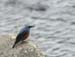 5862_Blue_Rockthrush