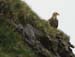 5868_White-tailed_Eagle