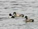 5884_Falcated_Duck