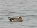 5887_Eurasian_Wigeon