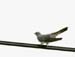 5911_Eurasian_Cuckoo